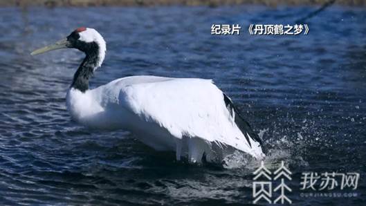 http://oss.cloud.jstv.com/cdv-yuntonglian_QMTNRK_YUNSHI_7AFFC868CBEF4E07B8458C48ED97C2DC_4B07CC5020FD40F7A0E9B189E4273684.bmp?x-oss-process=style/paipai